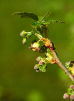 MSA RIBES NIGRUM 50 ML - farmanauta.it