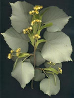 MSA TILIA TOMENTOSA 50 ML - farmanauta.it