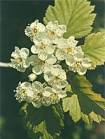 MSA CRATAEGUS OXYACA 50 ML - farmanauta.it