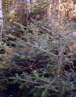 MSA ABIES PECTINATA 50 ML - farmanauta.it