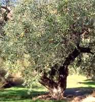 MSA OLEA EUROPEA 50 ML - farmanauta.it