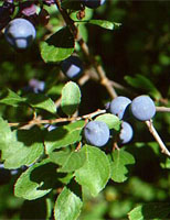 MSA PRUNUS SPINOSA 50 ML - farmanauta.it