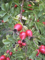 MSA ROSA CANINA 50 ML - farmanauta.it