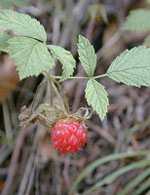 MSA RUBUS IDAEUS 50 ML - farmanauta.it