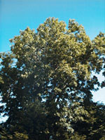 MSA FRAXINUS EXCELSIOR 50 ML - farmanauta.it
