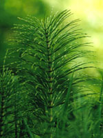 TSA EQUISETUM ARVENSE 50 ML - farmanauta.it