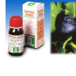 MIRTILLO 31 50ML TM - farmanauta.it