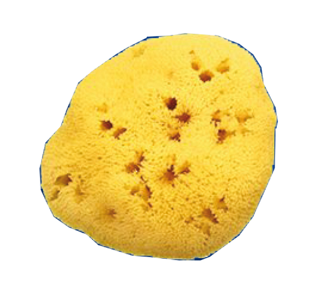 SPUGNA NAT FORI L 10/11CM 7 - farmanauta.it