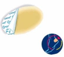 COMPEED VESCICHE CEROTTI FORMATO MEDIO 5 PEZZI - farmanauta.it