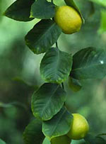 MSA CITRUS LIMONUM 50 ML - farmanauta.it